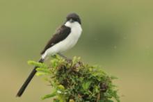 Dzierzba sawannowa - Lanius cabanisi - Long-tailed Fiscal