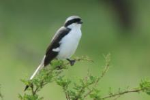 Dzierzba srokoszowata - Lanius excubitoroides - Grey-backed Fiscal