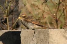 Dzierzba kreskowana - Lanius corvinus - Yellow-billed Shrike