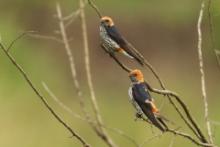 Jaskółka abisyńska - Cecropis abyssinica - Lesser Striped Swallow