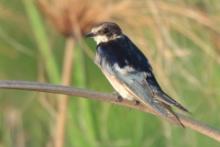 Jaskółka przylądkowa - Hirundo dimidiata - Pearl-breasted Swallow