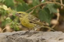 Afrokulczyk białobrzuchy - Crithagra dorsostriata - White-bellied Canary