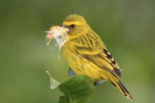 Afrokulczyk diademowy - Crithagra frontalis - Western Citril