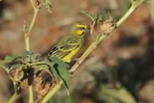 Afrokulczyk mozambijski - Crithagra mozambica - Yellow-fronted Canary