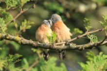 Mniszka łuskolica - Odontospiza griseicapilla - Grey-headed Silverbill