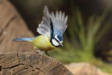 Modraszka kanaryjska - Cyanistes teneriffae - Canary Islands Tit