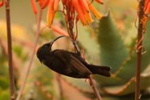 Nektarnik ametystowy - Chalcomitra amethystina - Amethyst Sunbird