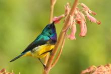 Nektarnik fioletowy - Cinnyris venustus - Variable Sunbird