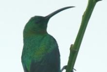 Nektarnik malachitowy - Nectarinia famosa - Malachite Sunbird