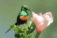 Nektarnik piękny - Cinnyris pulchellus - Beautiful Sunbird