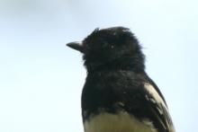 Sikora białobrzucha - Melaniparus albiventris - White-bellied Tit