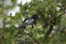 Sikora czarna - Melaniparus niger - Southern Black Tit