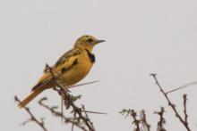 Świergotnik - Tmetothylacus tenellus - Golden Pipit