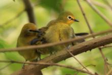 Szlarnik senegalski - Zosterops senegalensis - African Yellow White-eye