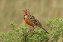 Szponnik różowogardły - Macronyx ameliae - Rosy-throated Longclaw