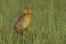 Szponnik rudobrewy - Macronyx capensis - Cape Longclaw