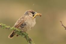 Tkacz - Philetairus socius - Sociable Weaver