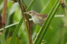 Trzciniak jasnobrewy - Acrocephalus gracilirostris - Lesser Swamp Warbler