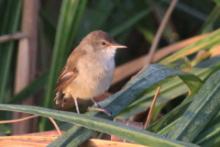 Trzcinniczek tęposkrzydły - Acrocephalus baeticatus - African Reed Warbler