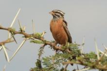 Trznadel cynamonowy - Emberiza tahapisi - Cinnamon-breasted Bunting