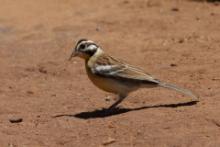 Trznadel złotobrzuchy - Emberiza flaviventris - Golden-breasted Bunting