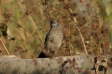 Tymal białołuski - Turdoides plebejus - Brown Babbler