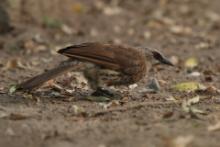 Tymal łuskogłowy - Turdoides hartlaubii - Hartlaub's Babbler