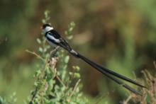 Wdówka białobrzucha - Vidua macroura - Pin-tailed Whydah