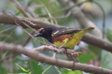 Wikłacz żałobny - Ploceus weynsi - Weyns's Weaver