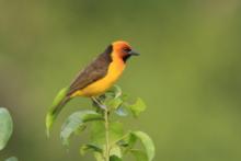 Wikłacz czarnogardły - Malimbus nigricollis - Black-necked Weaver