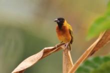 Wikłacz czarnogłowy - Ploceus melanocephalus - Black-headed Weaver