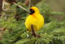 Wikłacz akacjowy - Ploceus vitellinus - Vitelline Masked-Weaver