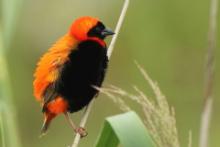 Wikłaczowate - Ploceidae - Weavers