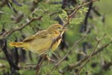 Wikłacz pomarańczowy - Ploceus bojeri - Golden Palm Weaver
