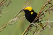 Wikłacz słoneczny - Euplectes afer - Yellow-crowned Bishop