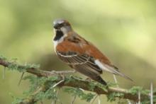 Wróbel rdzawobrewy - Passer rufocinctus - Kenya Rufous Sparrow