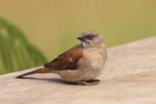 Wróbel siwogłowy - Passer griseus - Northern Grey-headed Sparrow