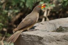 Bąkojad żółtodzioby - Buphagus africanus - Yellow-billed Oxpecker