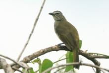 Bilbil białobrewy - Pycnonotus luteolus - White-browed Bulbul