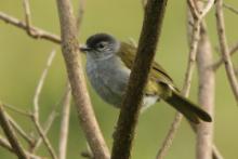 Bilbil ciemnołbisty - Arizelocichla nigriceps - Mountain Greenbul