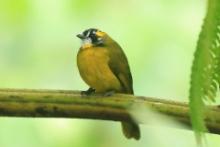 Bilbil żółtouchy - Pycnonotus penicillatus - Yellow-eared Bulbul