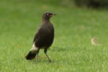 Błyszczak brunatny - Lamprotornis bicolor - African Pied Starling