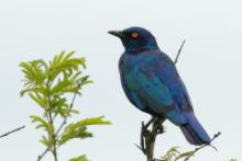 Błyszczak lśniący - Lamprotornis nitens - Cape Glossy Starling