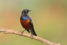 Błyszczak strojny - Lamprotornis shelleyi - Shelley's Starling