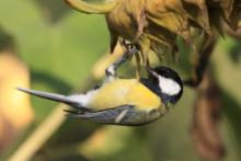 Bogatka - Parus major - Great Tit