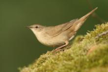 Brzęczka - Locustella luscinioides - Savi's Warbler