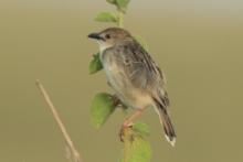 Chwastówka bladogłowa - Cisticola brunnescens - Pectoral-patch Cisticola