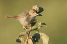 Chwastówka stokowa - Cisticola bodessa - Boran Cisticola