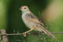 Chwastówka zielna - Cisticola tinniens - Levaillant's Cisticola