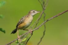 Chwastówka zwyczajna - Cisticola juncidis - Zitting Cisticola